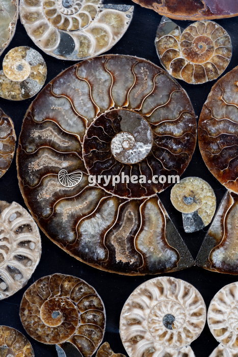 Ammonite - coquille sciée en CL - surface polie - gryphea.com